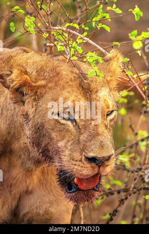 Lioness (Panthera leo) après s'être nourri dans le parc national de Tsavo West, Taita Hills, Kenya, Afrique Banque D'Images