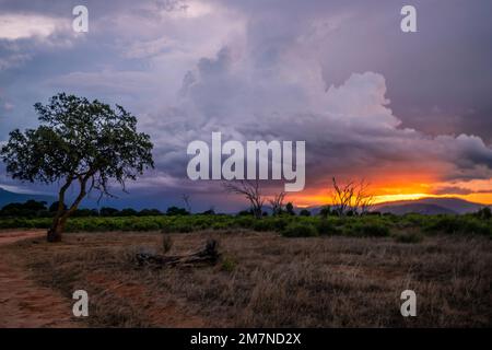 Coucher de soleil sur un safari, paysage tourné dans la savane Tsavo West National Park, kenya, afrique Banque D'Images