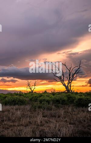 Coucher de soleil sur un safari, paysage tourné dans la savane Tsavo West National Park, kenya, afrique Banque D'Images