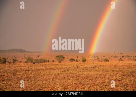 Magnifique paysage plat, savane le matin, avec arc-en-ciel. Safari dans le parc national de Tsavo West, Taita Hills, Tsavo, Kenya, Afrique Banque D'Images