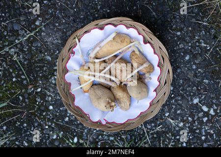 Cracher les tubercules de pommes de terre dans un petit panier Banque D'Images