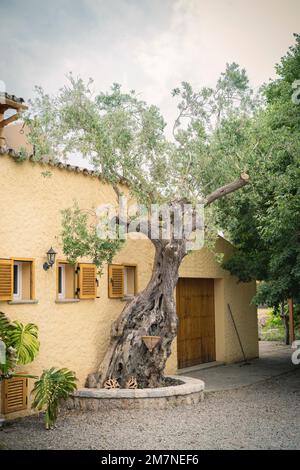 Maison Majorcan avec un vieux olivier Banque D'Images