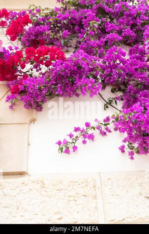 Bougainvilliers rouge et violet en face d'un bâtiment à Majorque Banque D'Images