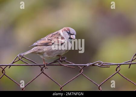sparrow, maison Sparrow, Passer domesticus, homme Banque D'Images