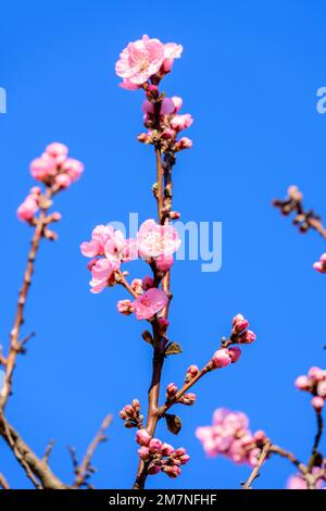 Amande, branche de fleur d'amande. Banque D'Images