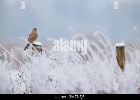 Kestrel, Falco tinnunculus, hiver, clôture, assis Banque D'Images