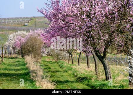 Allemagne, Rhénanie-Palatinat, Sud-Palatinat, Almond Blossom Trail. Banque D'Images