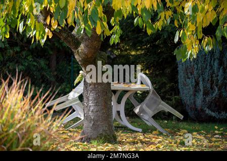 Cerisier en automne, feuilles décolorées, bancs blancs et table, Allemagne Banque D'Images