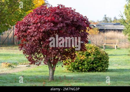 Érable japonais, jardin, château près de Magdeburg, Saxe-Anhalt, Allemagne Banque D'Images