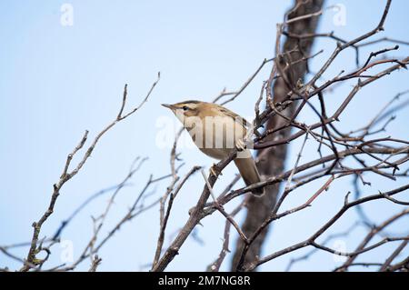 paruline de carex, acrocephalus schoenobaenus, perchée sur une branche au royaume-uni en été Banque D'Images