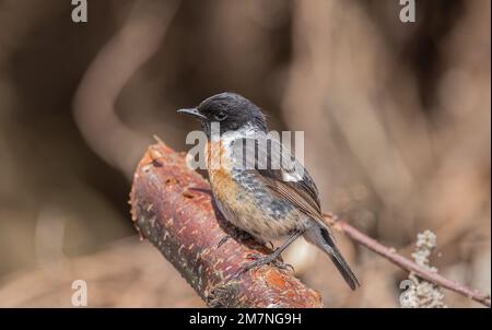 la stonechat, saxicola rubicola, perchée dans une branche du royaume-uni en été Banque D'Images