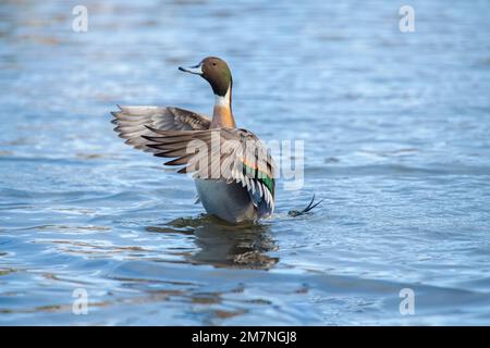 Canard à queue de canard, anas acuta, homme, s'exposant dans l'eau, gros plan en hiver au royaume-uni Banque D'Images