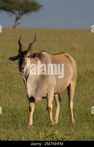 L'oryx de Taurotragus, ou l'antilope de l'orée de l'orée du sud, Masai Mara, Kenya Banque D'Images