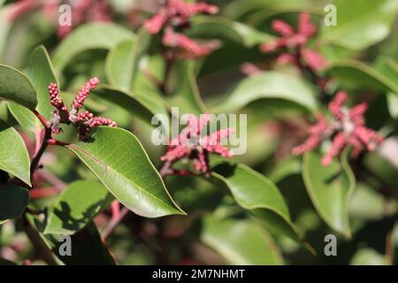 Vert simple alternent entièrement des feuilles elliptiques glabres de Rhus Ovata, Anacardiaceae, arbuste indigène dans les montagnes de Santa Monica, hiver. Banque D'Images