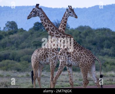 Deux girafes Masai (Giraffa camelopardalis tippelskirchi ou Giraffa tippelskirchi), parc national Masai Mara, Kenya Banque D'Images