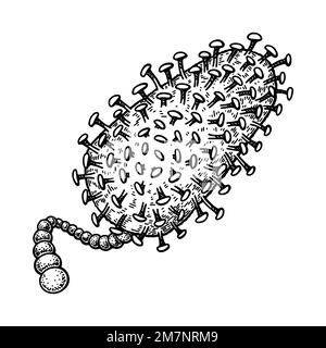 Virus de la rage tiré à la main isolé sur fond blanc. Illustration réaliste et détaillée du vecteur scientifique dans un style d'esquisse Illustration de Vecteur