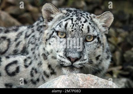Léopard des neiges (Panthera uncia); sous-adulte Banque D'Images