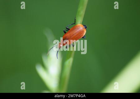 le dendroctone du feu à tête rouge marche dans l'herbe Banque D'Images