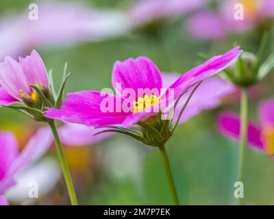 Gros plan de fleurs de Cosmos roses dans un jardin Banque D'Images