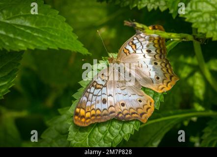 Gros plan d'un seul papillon de paon blanc ( Amartia jalrophae) sur des plantes à feuilles vertes aux papillons Estates de fort Myers Florida USA Banque D'Images