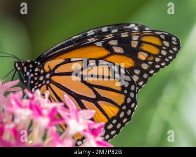 Papillon monarque orange et noir Danaus plexippus sur fleur dans les Estates papillons à fort Myers Floride États-Unis Banque D'Images