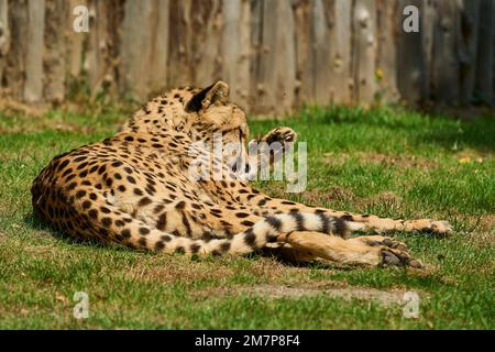 Muenster, Allemagne - 07 30 2022: La guépard africaine est le mammifère terrestre à jeun et bien camouflé par sa fourrure tachetée. Banque D'Images