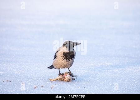 Corbeau à capuchon ou corbeau scalaire (Corvus cornix) sur glace avec un lapin européen juvénile congelé Banque D'Images