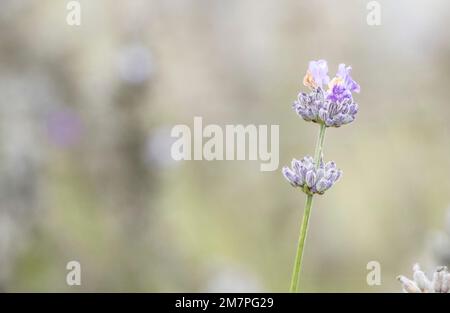 Lavande poussant dans le vignoble, vallée de Duoro, Portugal, Europe Banque D'Images