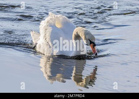 Mute Swan, Cygnus olor, Holes Bay, Poole Harbour, Poole, Dorset, Royaume-Uni Banque D'Images