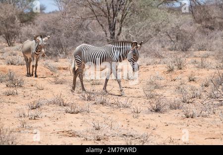 Deux zébrures de Grevy (Equus grevyi), réserve nationale de Samburu, Kenya Banque D'Images