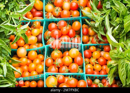 Tomates cerises entourées de basilic frais Banque D'Images