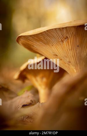 Parmi la litière de feuilles des bois du Somerset, une paire de tabourets de crapaud poussent à travers montrant leurs branchies. Photo prise dans la forêt au-dessus de Selworthy, E Banque D'Images