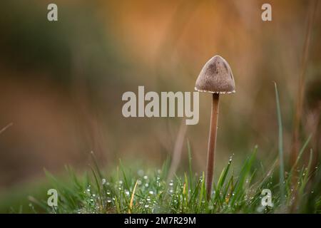 Un petit champignon pousse parmi l'herbe couverte de rosée sur les collines au-dessus de Selworthy, Exmoor, West Somerset Banque D'Images