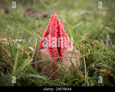 Le champignon des doigts du diable émergent de son œuf Banque D'Images