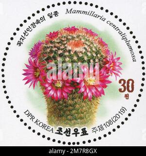 2019 série de timbres de la Corée du Nord. Cactus fleuris. Mammillaria centraliplulosa Banque D'Images