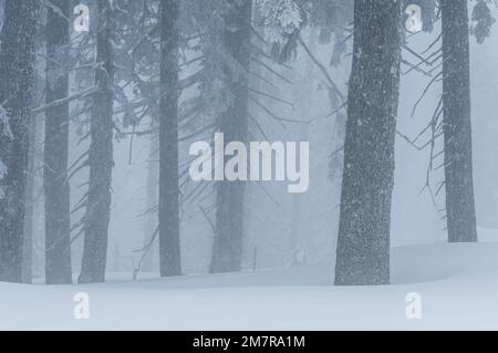 Conditions de brumisation dans les forêts de montagne, l'épinette européenne (Picea abies), Pilsko, Beskidy Mountains, Pologne Banque D'Images