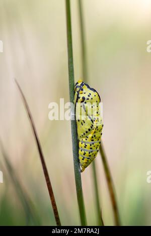 Blanc à veiné noir (Aporia crataegi), pupa sur une lame d'herbe en bonne lumière, parc national de Harz, Allemagne Banque D'Images