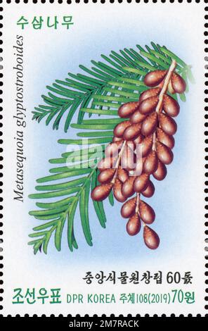 2019 jeu de timbres de la corée du Nord. Le 60th anniversaire des jardins botaniques centraux - Metasequoia glyptostroboides, Dawn redwood Banque D'Images