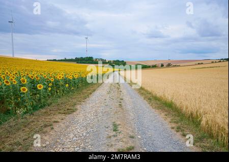 Route de terre avec tournesol et champ d'orge en été, Wuerzburg, Franconie, Bavière, Allemagne Banque D'Images