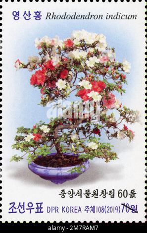 2019 jeu de timbres de la corée du Nord. Le 60th anniversaire des jardins botaniques centraux - bonsaï, Rhododendron indicum Banque D'Images