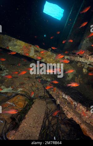 Shoal, groupe de cardinalfish mulet (Apogon imberbis) dans l'épave du Cimentière, mer Méditerranée près d'Hyères. Site de plongée sur la péninsule de Giens Banque D'Images