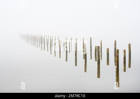 Des pieux d'ancre dans le brouillard sur le lac automnal Duemmer, Lembruch, Basse-Saxe, Allemagne Banque D'Images