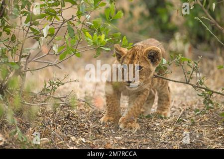 Le cub de l'African Lion piquant derrière un Bush à Masai Mara, au Kenya Banque D'Images