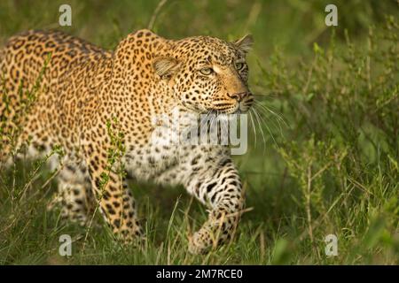 Léopard africain qui perce à travers l'herbe verte à Masai Mara, Kenya Banque D'Images