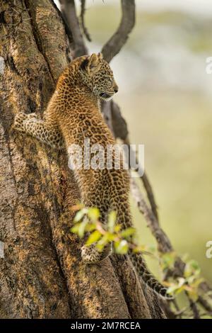 Le cub de léopard africain donne sur un grand arbre à Masai Mara, au Kenya Banque D'Images