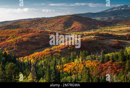 Les belles couleurs d'automne de l'ouest du Colorado, près de Ridgway, un jour de fin septembre. Banque D'Images