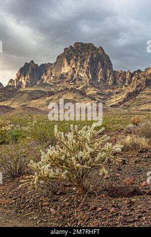 Le cactus de la cholla et le mont Kelbaholt dans le désert de Mojave le matin humide après la pluie Banque D'Images