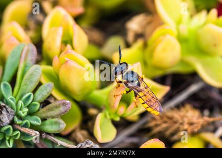 Beewolf européen, Philanthus triangulum, Majorque, Espagne, Europe Banque D'Images