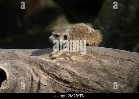 Meerkat animal sauvage. Banque D'Images