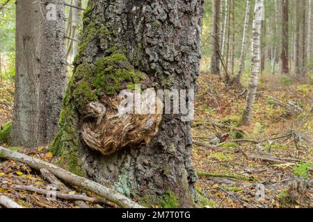 Burl sur un bouleau Banque D'Images